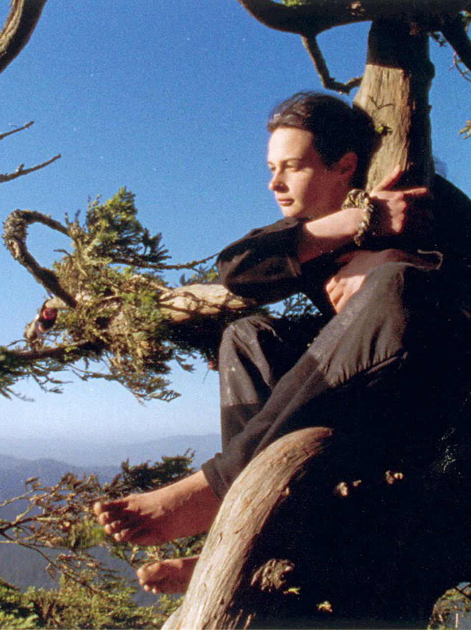 Julia Hill auf dem Baum